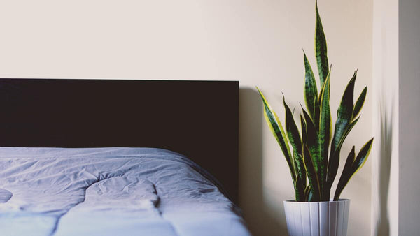 Gute Luft im Schlafzimmer: Diese Pflanzen können Ihren Schlaf verbessern